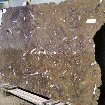 Fossil Brown Limestone